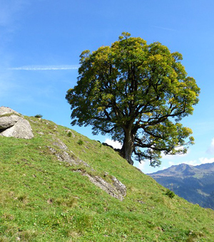 【一键傻瓜式】快速安装的呼死他